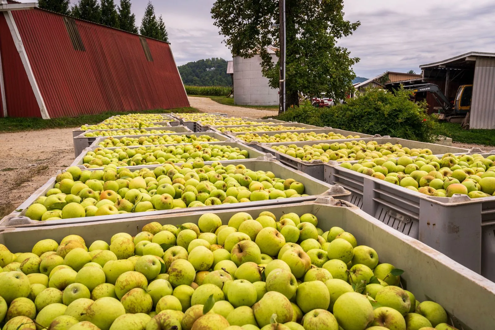 Choosing Sparkling Cider for a Gathering